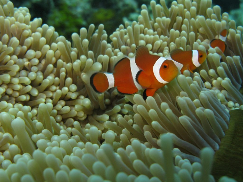 にょきにょきカエルウオのサムネイル画像